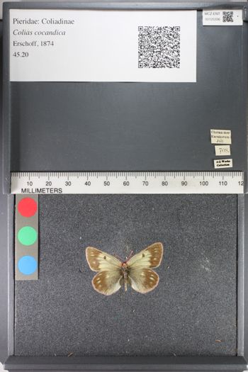 Media type: image;   Entomology 125336